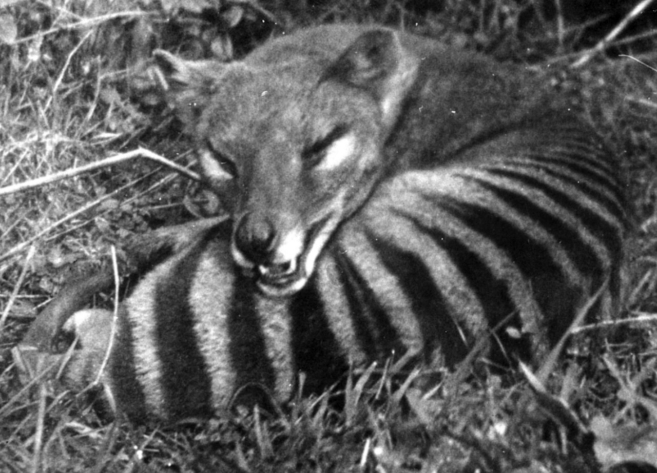 A marsupial in wolf's clothing: analysing the genome of the extinct Tasmanian tiger.